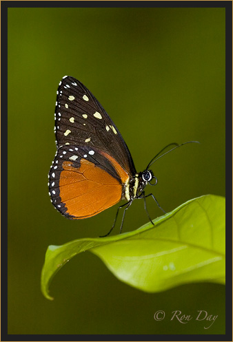 Butterfly (Heliconius)